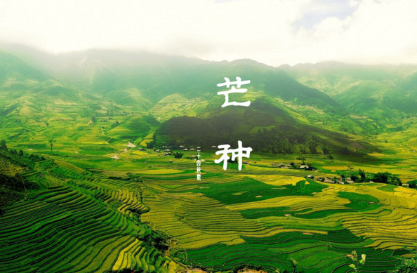 芒種芒種（zhǒng），種下幸福（fú）