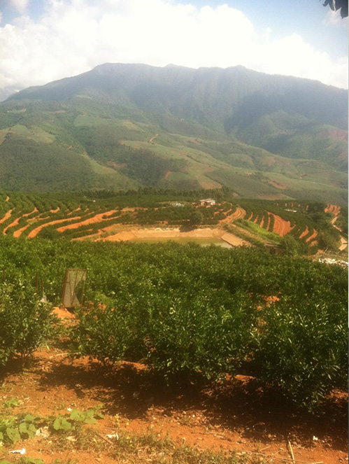 水果盒成型機 水果盒成型機