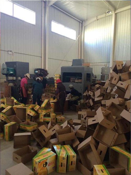 高速全自動水果盒(hé)成型機 高速(sù)全自(zì)動水(shuǐ)果盒成型機