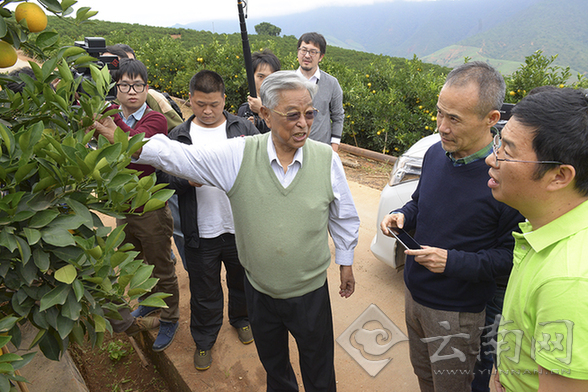 雲南褚橙全自動水果盒成型機（jī）